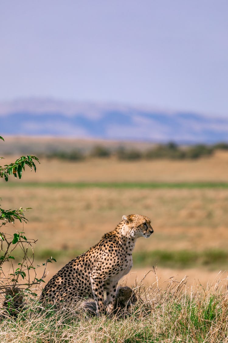 Female Cheetah And Cubs In Savanna