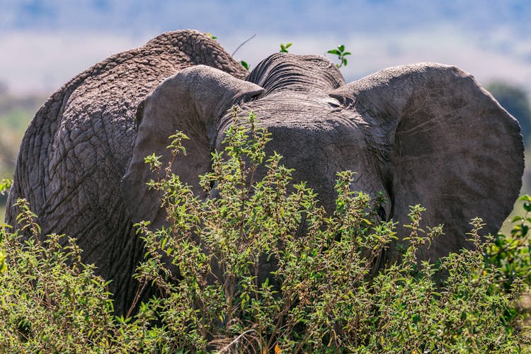 Large Elephant In Savanna Near Tree