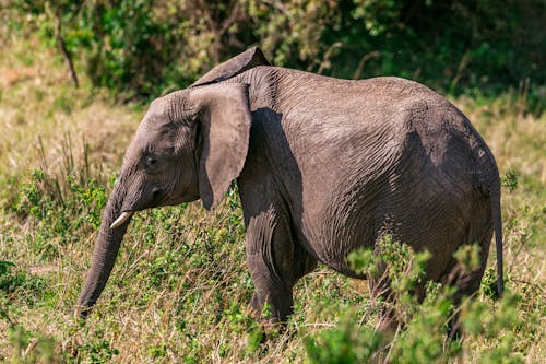 Elephant in savanna in summer