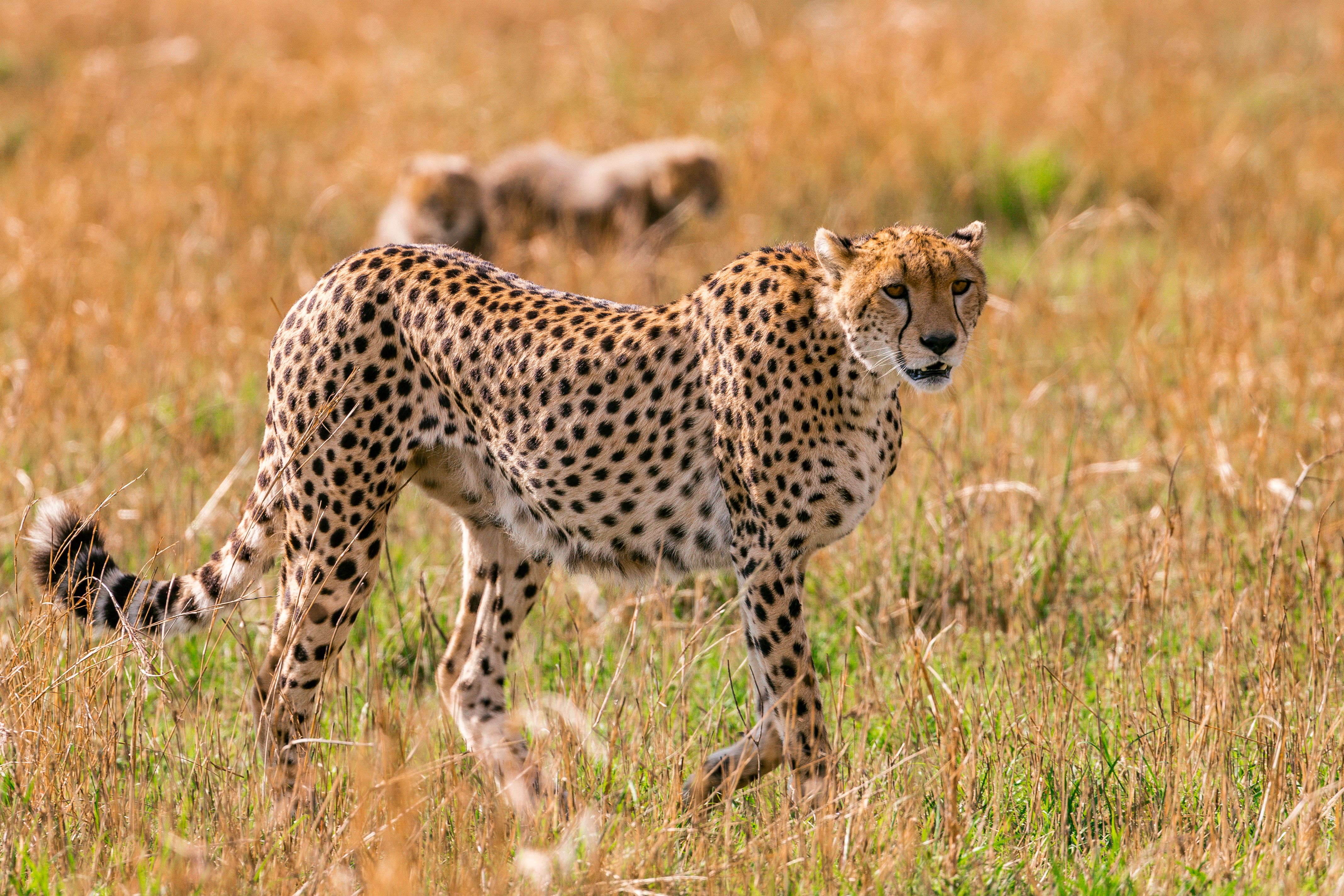 Dangerous cheetah with patterned coat on grass in savanna · Free Stock ...