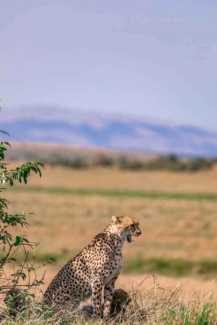 Cheetah And Cubs In Savanna