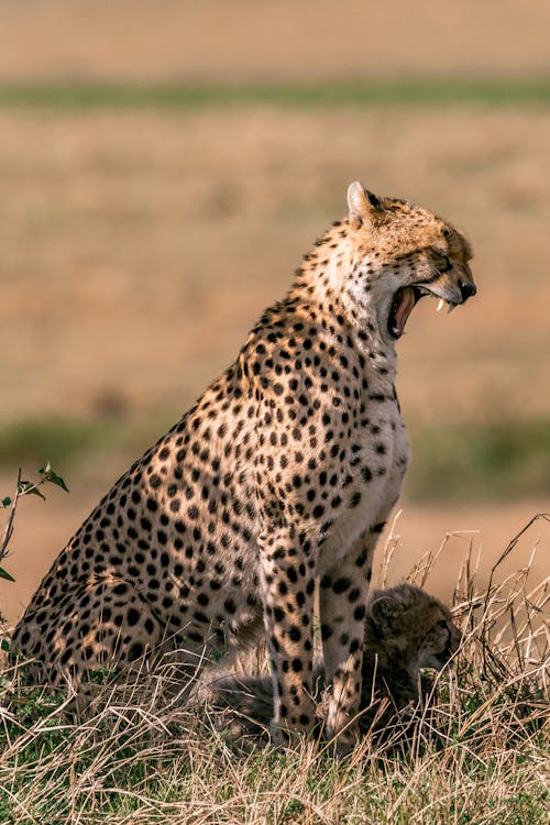 Side view of yawning wild female cheetah resting with cub in sunny savanna in daytime