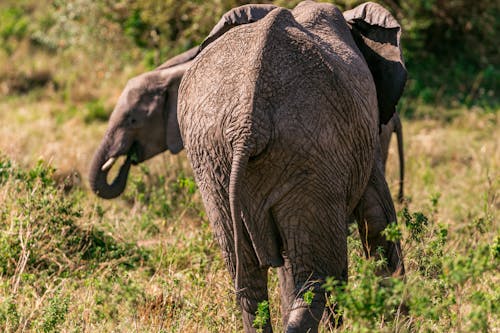 Back view of wild elephant walking in grassy savanna near green shrubs in summer
