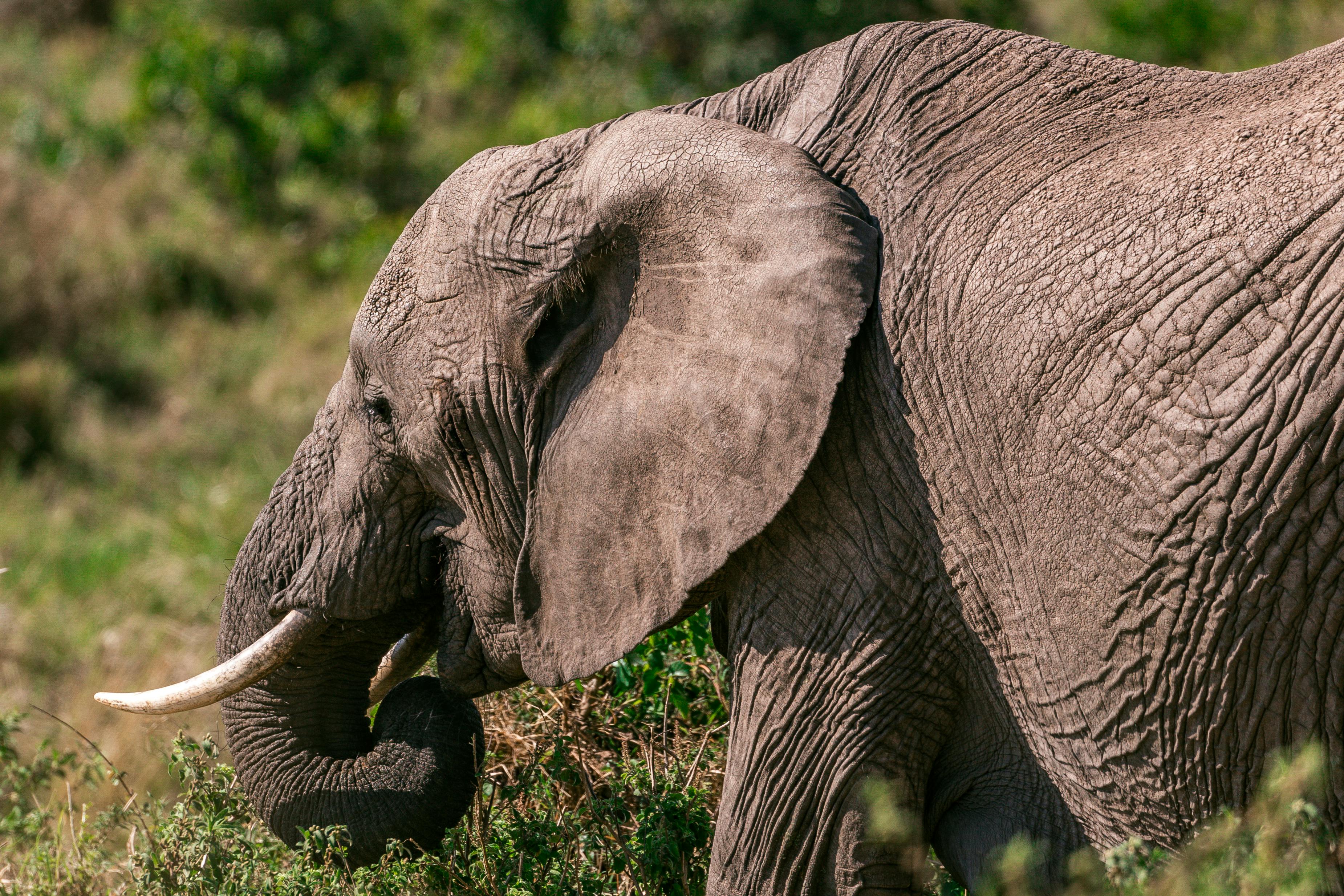 Elephant with long trunk near shrub on summer day · Free Stock Photo