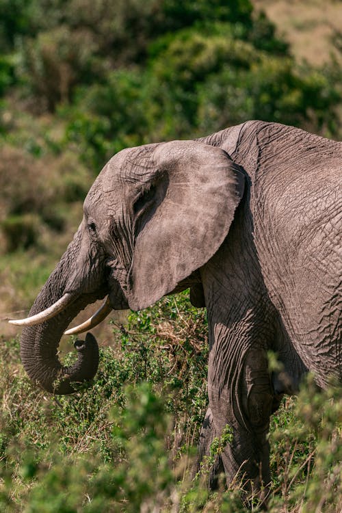 Big gray elephant strolling on field with grass and bushes in savanna in sunny daytime