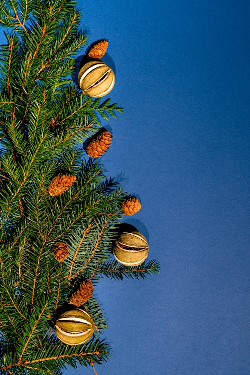 Vertical Shot of a Decorated Pine Tree Branch on Blue Background