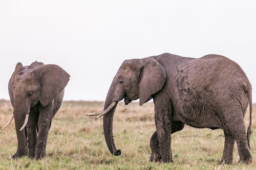 Free Elephants strolling in nature together on meadow Stock Photo