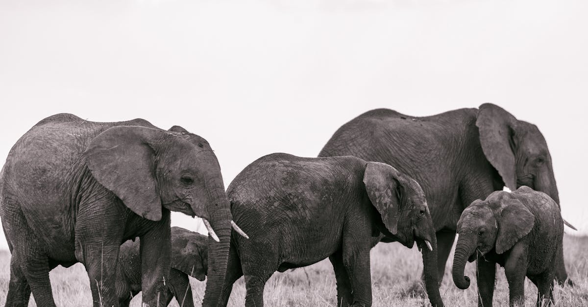 Elephants walking on field in nature · Free Stock Photo Elephants walking on field in nature · Free Stock Photo
