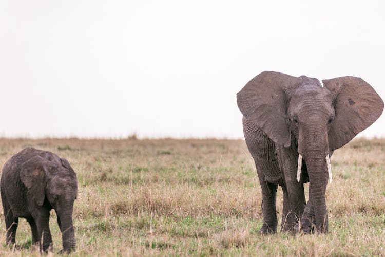 Elephant On Pasture With Baby