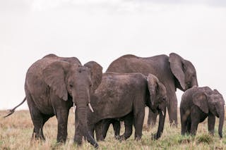 Wild elephants grazing in pasture