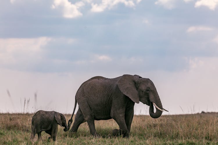 Elephant With Baby Walking In Savanna