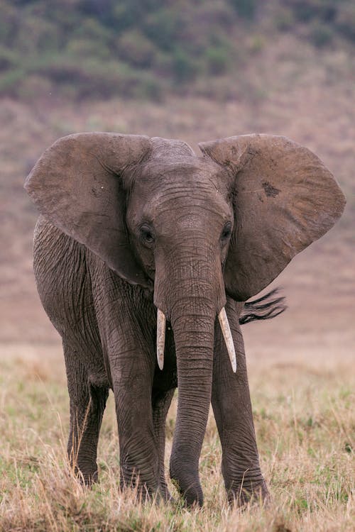 Big Elephant Standing Savanna Africa Kenya Stock Photo 370103609