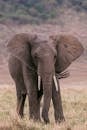 Elephant standing in pasture in savanna