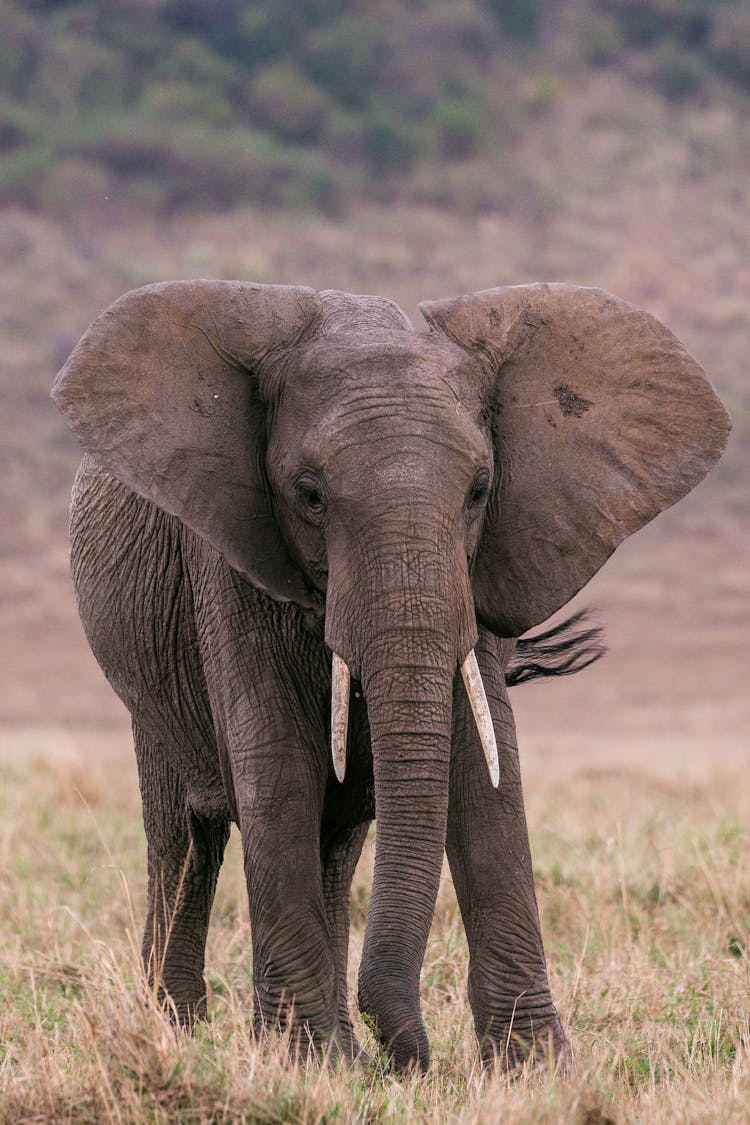 Elephant Standing In Pasture In Savanna