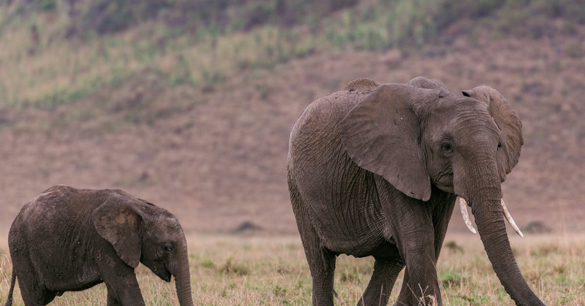 How long does an elephant stay with its mother