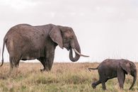 Elephant with baby in grassy savanna