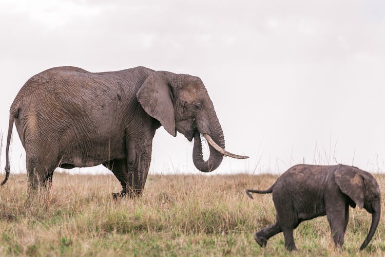 Elephant With Baby In Grassy Savanna