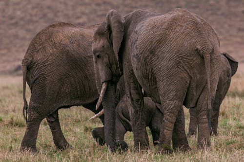 Herd of wild elephants with baby elephant gathering together while grazing on dry grassy in savanna at daytime