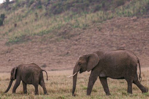 Wild elephants walking in savanna
