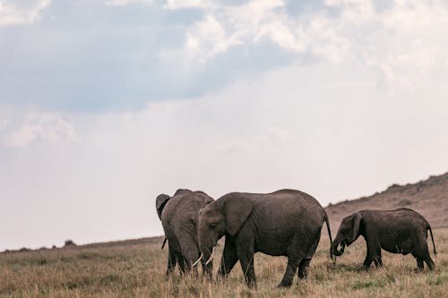 Elephants grazing in grassland in savanna
