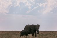 Elephant cow feeding elephant calf with milk in wild savanna on field with dry grass against clear sky at daytime