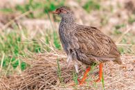 Side view of single wild partridge with brown plumage walking on ground with dry grass in pasture in countryside