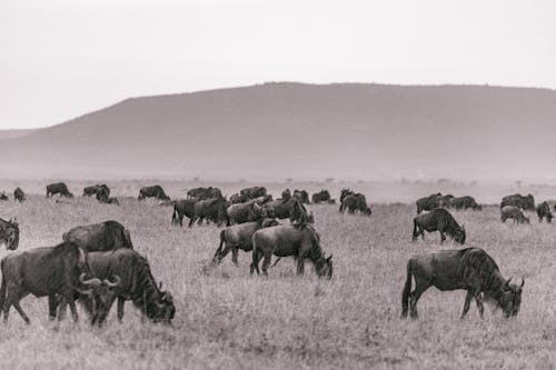 Black and white big herd of wildebeests walking on grassy terrain and grazing near foggy hill in savannah at daytime