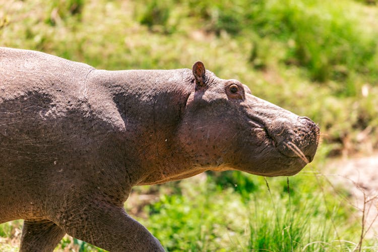 Cute Hippopotamus Walking In Savanna