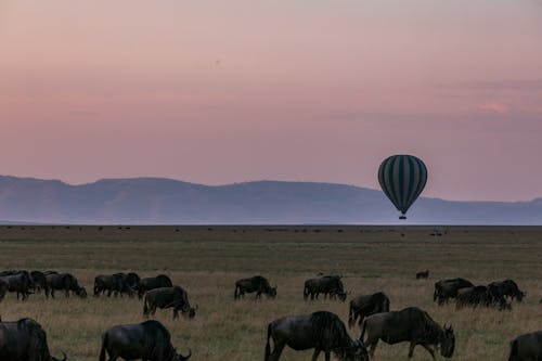 Herd of wildebeests grazing on grassy savanna against idyllic sunset sky and flying hot air balloon