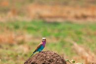 Side view of small lilac breasted roller sitting on sandy hill on blurred background