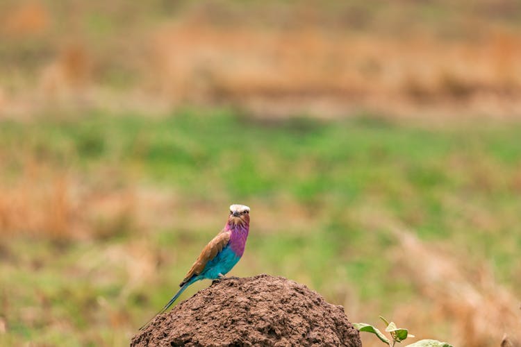 Small Exotic Bird On Hillock