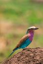 Small rainbow coloured bird on hill