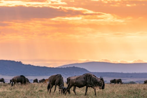 Herd of antelopes grazing on grassy field against blue hills and sundown sky