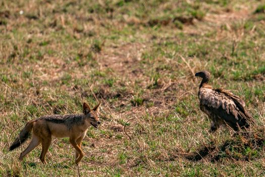 Young Fox and Vulture on Grass