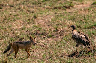 Young Fox and Vulture on Grass