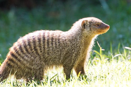 A Hairy Mongoose on Grass
