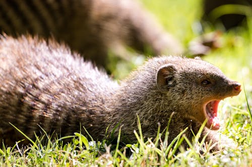 A Mongoose Exhibiting Aggression