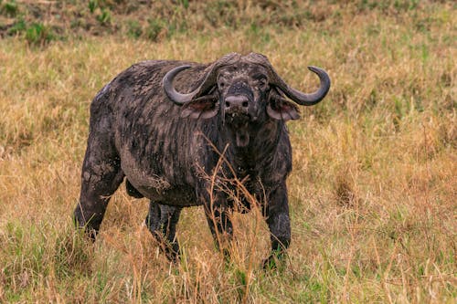 A Buffalo in the Grass Field