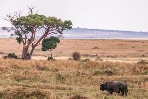 A Wild Buffalo in Grassland