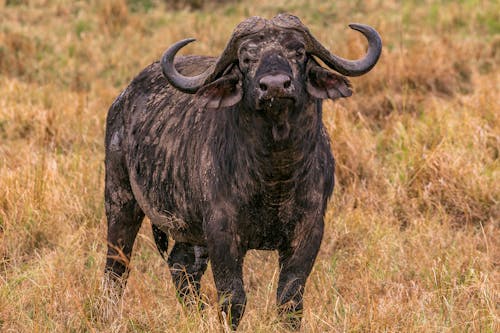 A Dirty Buffalo in the Grass Field