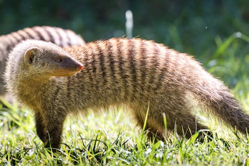An Alert Mongoose on the Grass