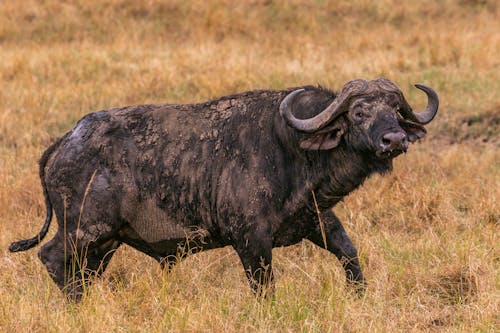A Water Buffalo in the Grass Field