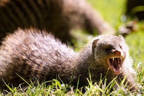 Am Aggressive Mongoose Showing its Fangs