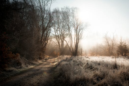 Tranquil forest scene with mist and sunlight on a dirt road.