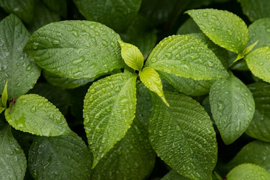 Close-up of vibrant green leaves covered in water droplets, showcasing natural freshness.
