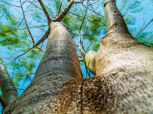бесплатная Высокое дерево на фото под низким углом под голубым небом Стоковое фото