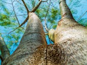 从低角度动态看去，树干在郁郁葱葱的绿叶间翱翔