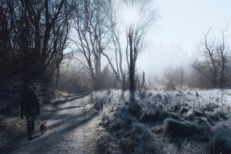 A Person Walking On A Trail With A Dog