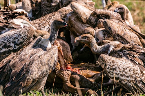 Free Flock of Vultures Eating Its Prey Stock Photo