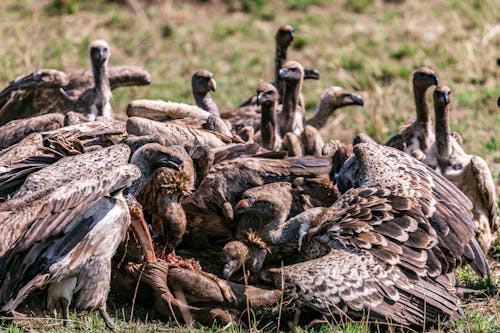 A Wake of Vultures Feeding on a Dead Animal